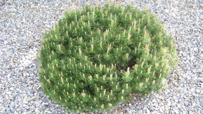 Bergkiefer Pinus Mugho